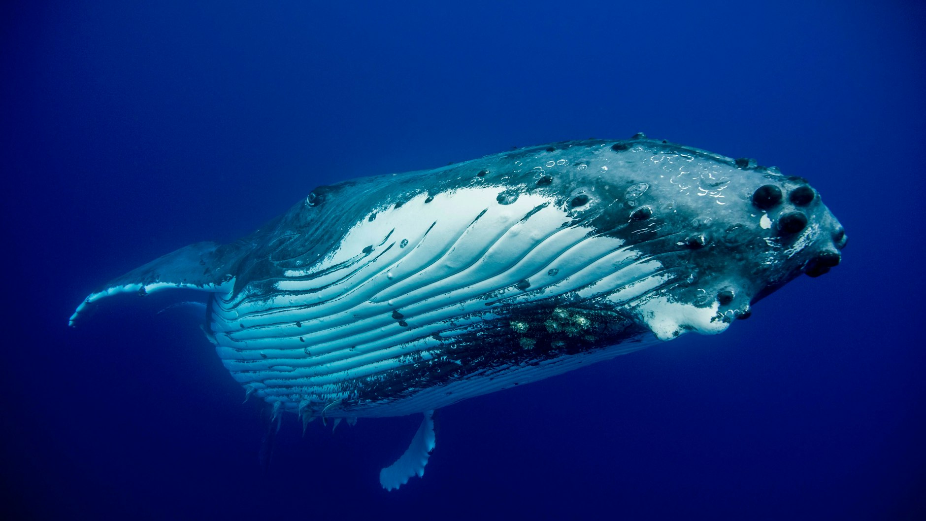 Blauwale singen nicht nur zur Partnersuche, sondern auch um Aktivitäten wie saisonale Wanderungen zu koordinieren.