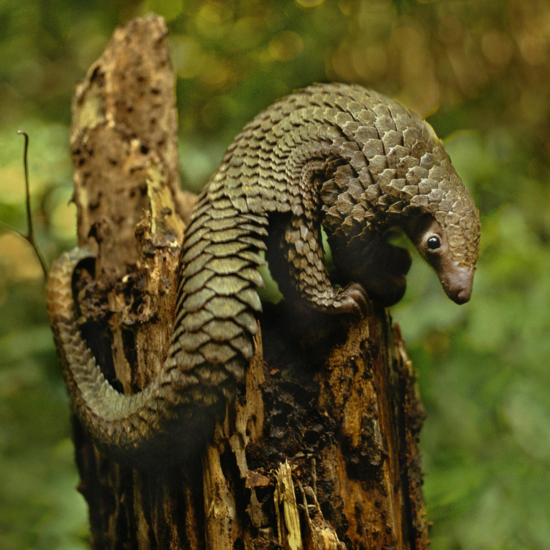 Schuppentiere sind mögliche Zwischenwirte für Sars-CoV-2.