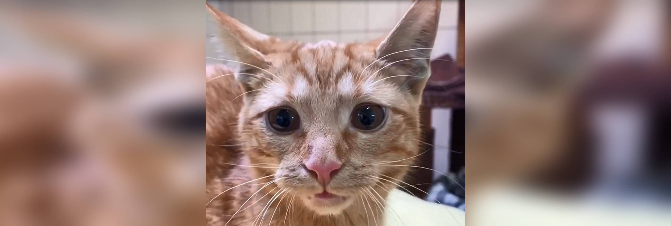 Image - Weil sie angeblich stinken! Paar bringt Katzenschwestern zurück ins Tierheim