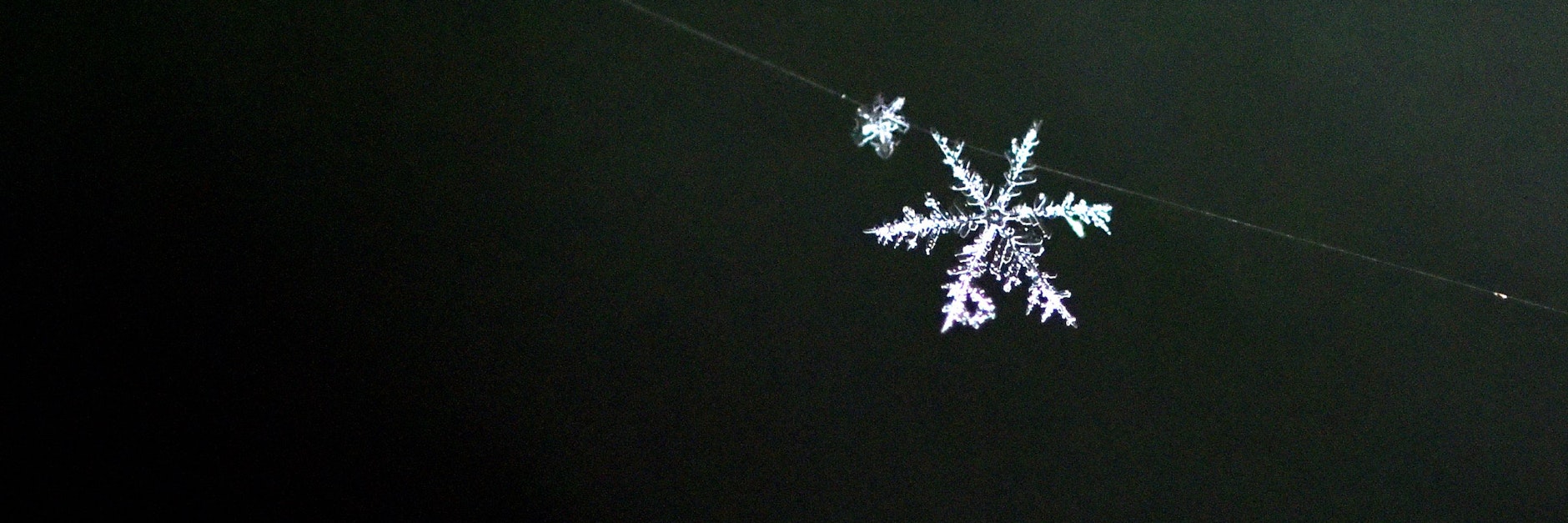 Ein Schneekristall hat sich in einer Spinnwebe verfangen.&nbsp;