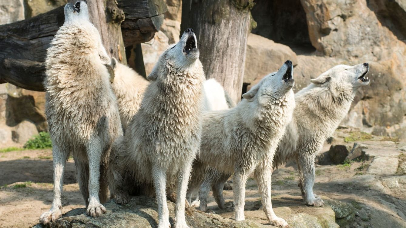 We're all crying out for an end to corona - not sure what these guys are yelling about.