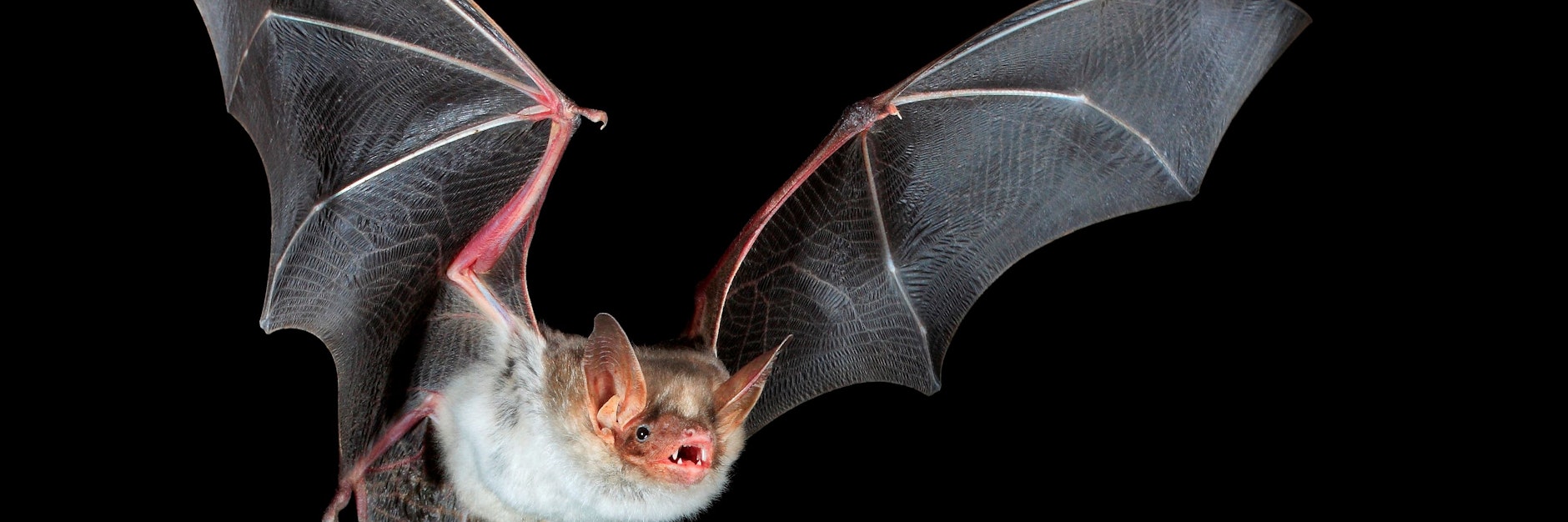 Fledermäuse sollen der ursprüngliche Träger des Coronavirus sein.