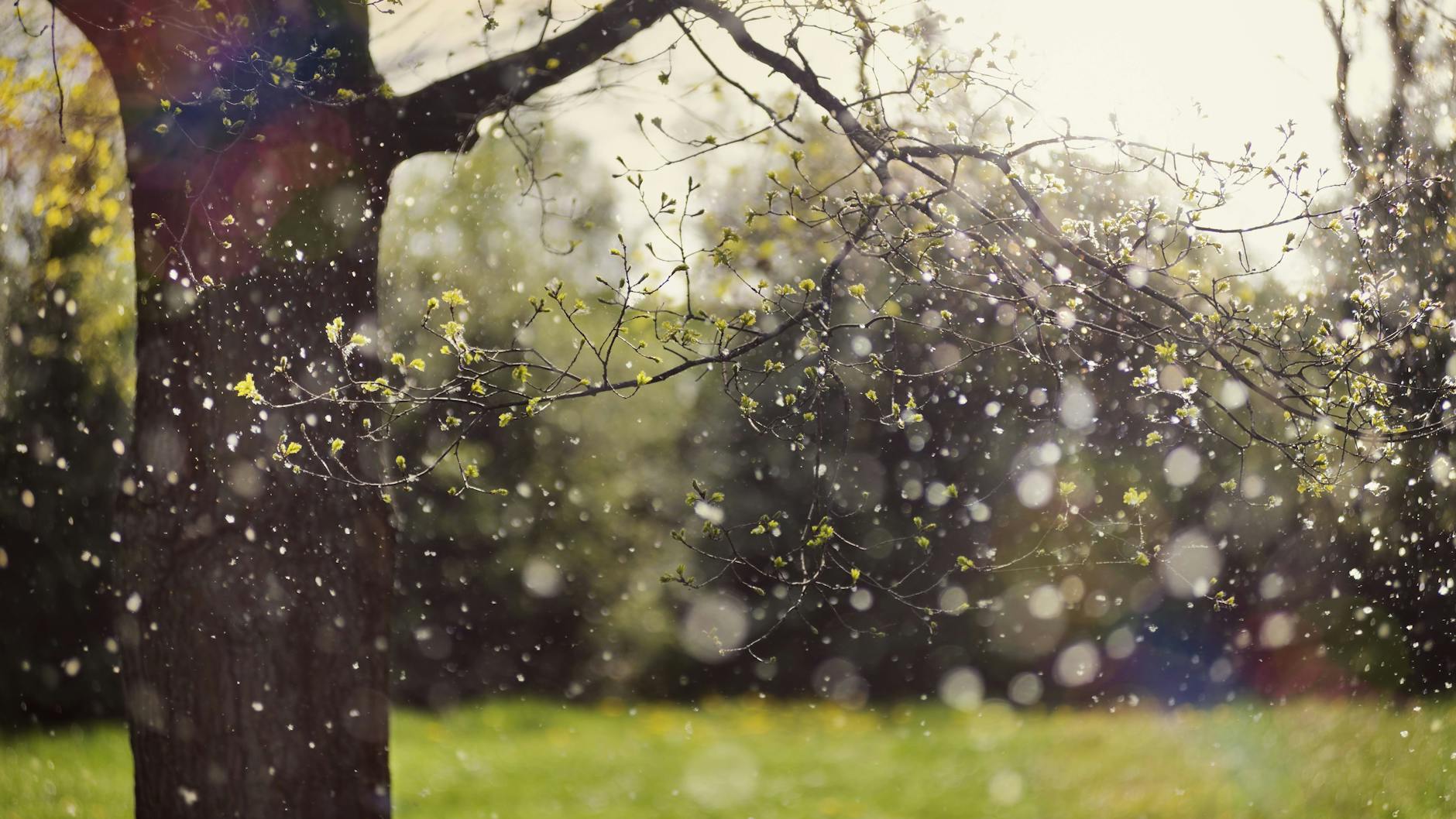 Pollenflug von Pappeln. Einer aktuellen Studie zufolge beginnt der Pollenflug inzwischen 20 Tage früher und dauert acht Tage länger als 1990.
