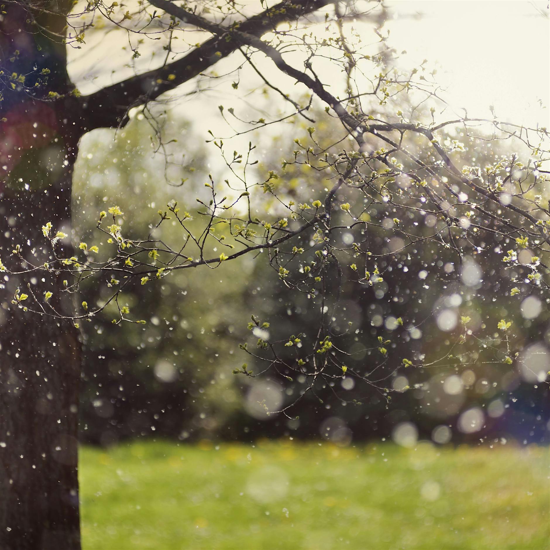 Allergien: Pollenflugsaison wird länger und vor allem heftiger