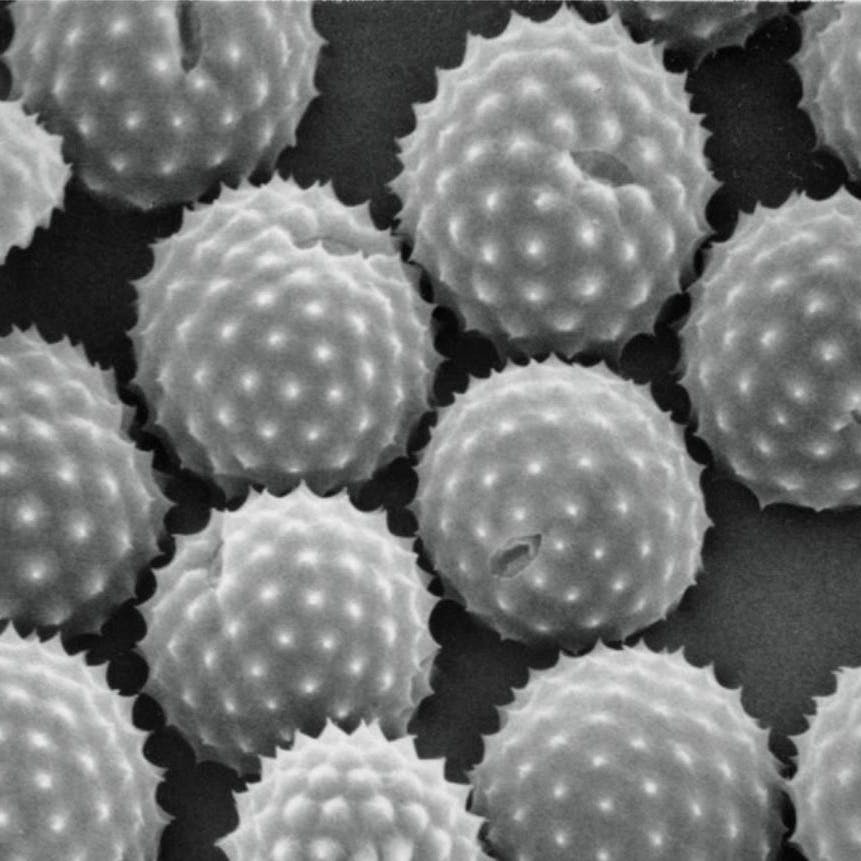 Pollen unter einem Elektronenmikroskop.