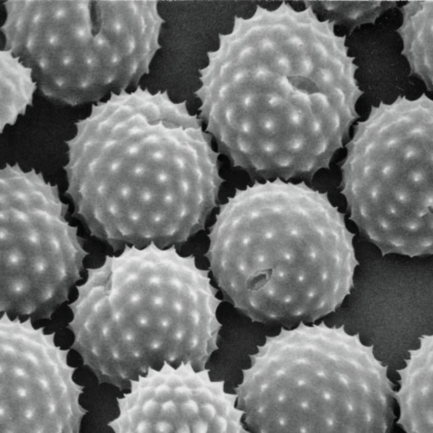 Pollen unter einem Elektronenmikroskop.