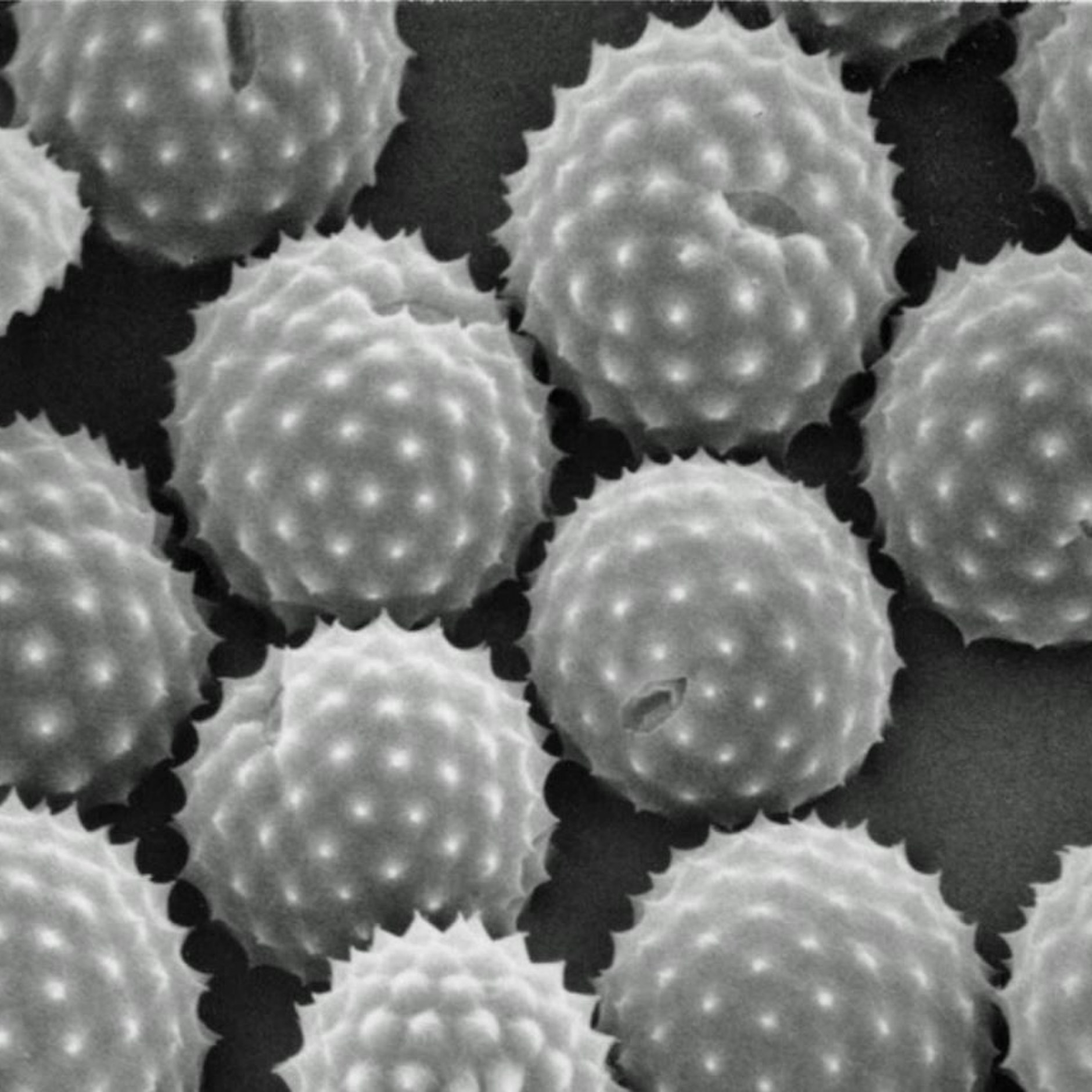 Pollen unter einem Elektronenmikroskop.