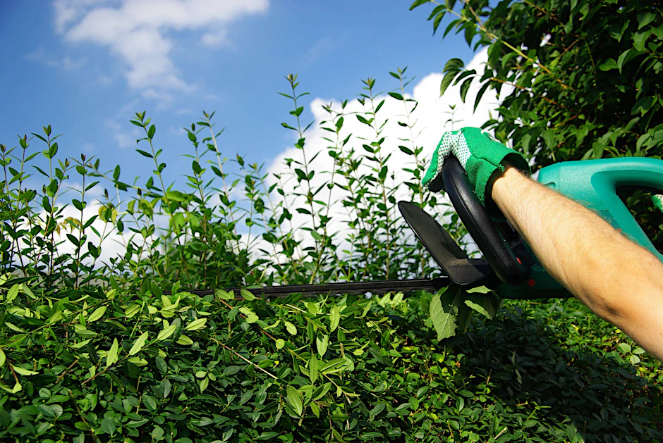 Wer seine Hecke schneiden will, muss abgesehen von Form- und Pflegeschnitten bis zum Herbst warten.