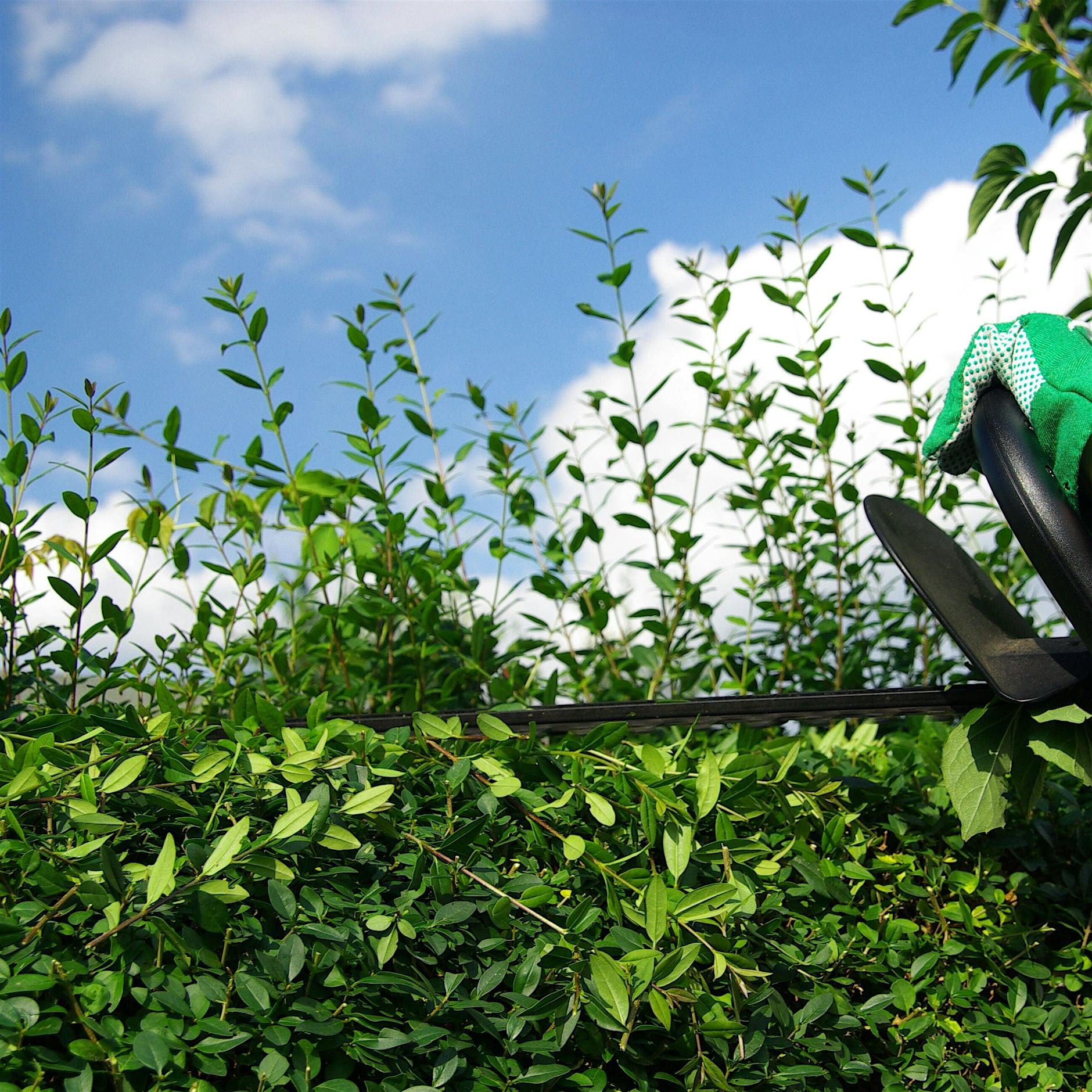 Naturschutz im Garten: Was ab 1. März verboten ist