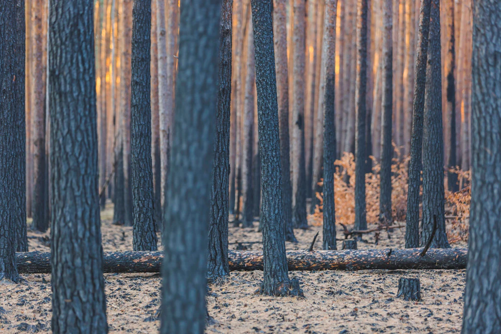 Brandenburg modernisiert System für Waldbrand-Früherkennung