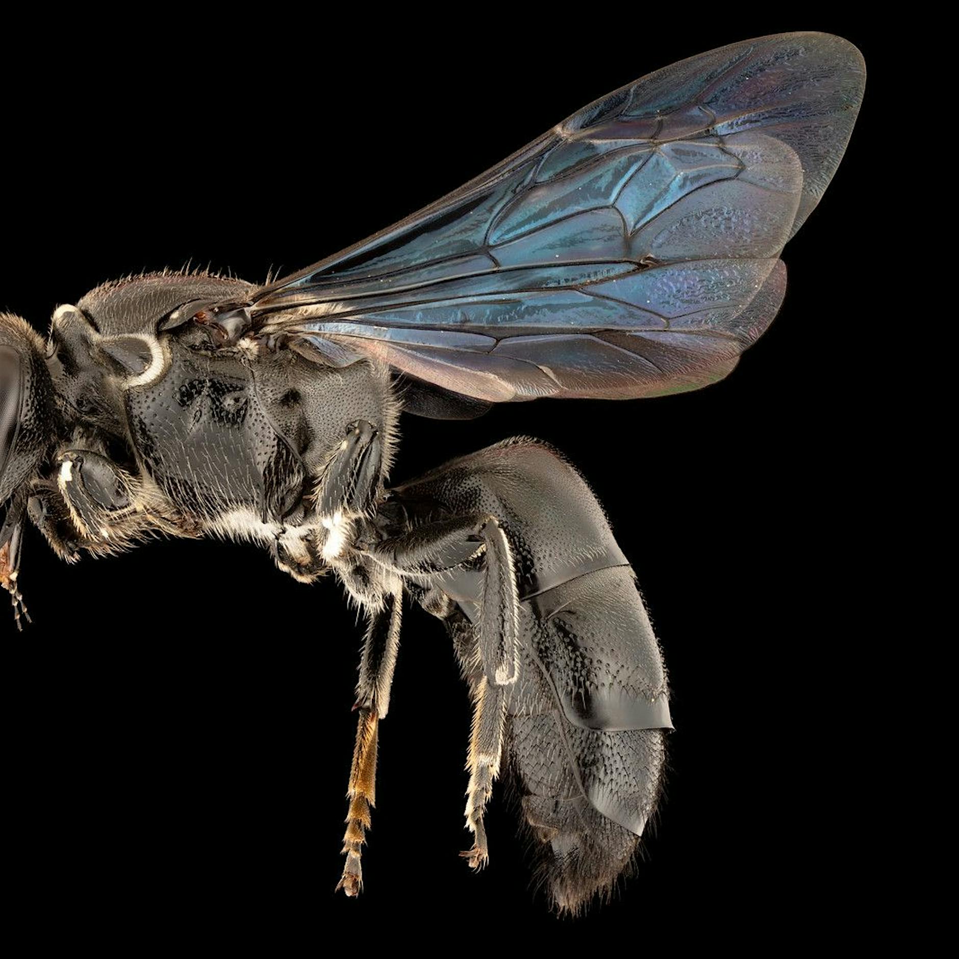 Image - Seit 100 Jahren verschollene Bienenart in Australien entdeckt