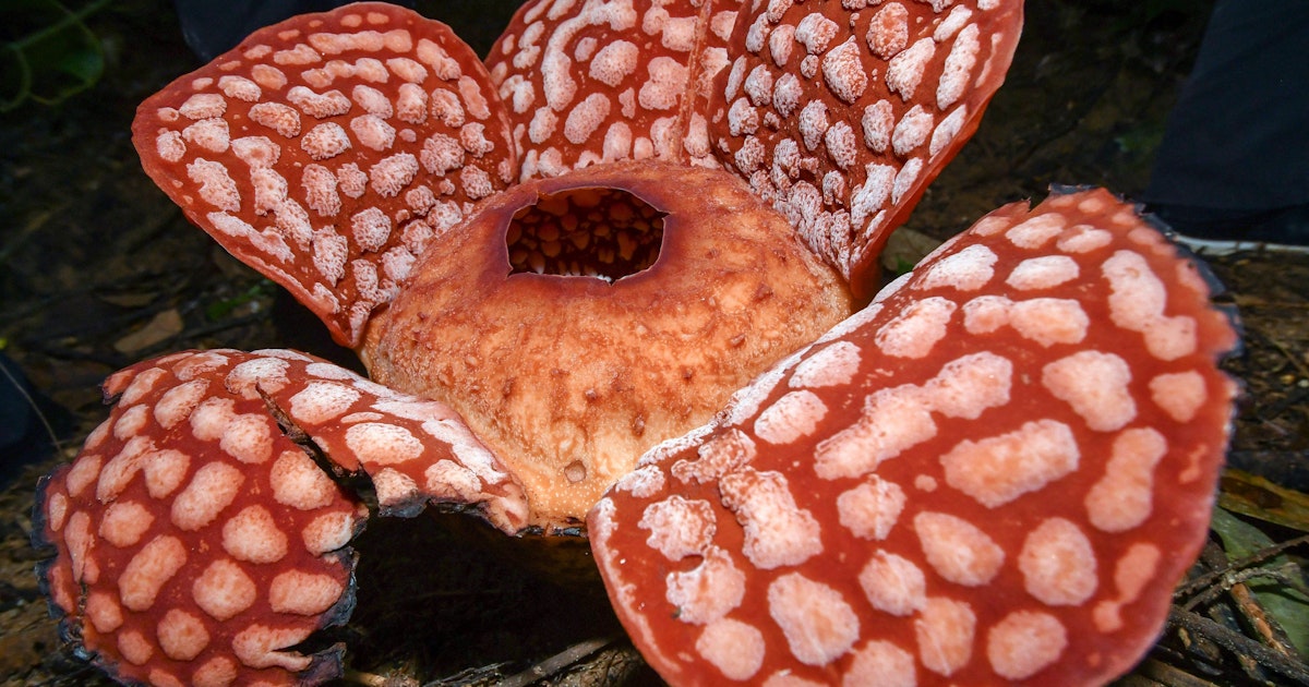 Bau daging busuk: Bunga yang bau menginspirasi para peneliti Bau daging busuk: Bunga yang bau menginspirasi para peneliti