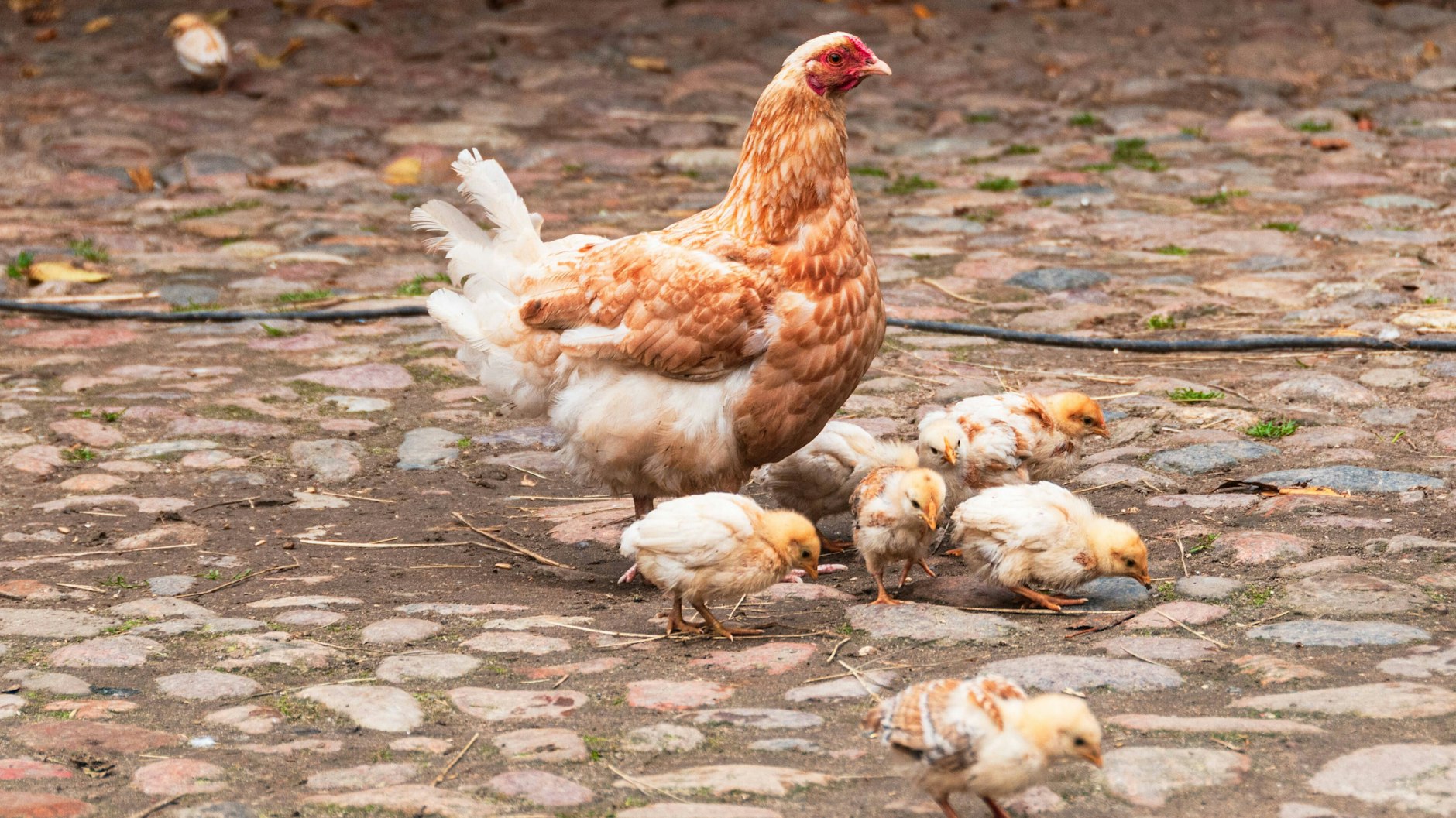 Halter von Hühnern sind gewarnt: Sie dürfen derzeit ihre Tiere nicht im Freien laufen lassen.