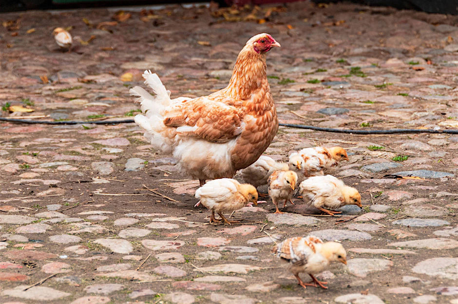 Halter von Hühnern sind gewarnt: Sie dürfen derzeit ihre Tiere nicht im Freien laufen lassen.