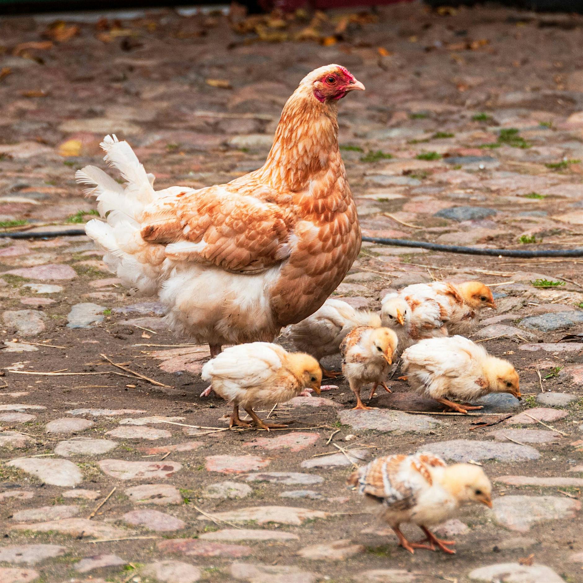 Bisher sieben Fälle: Geflügelpest breitet sich weiter in Berlin aus
