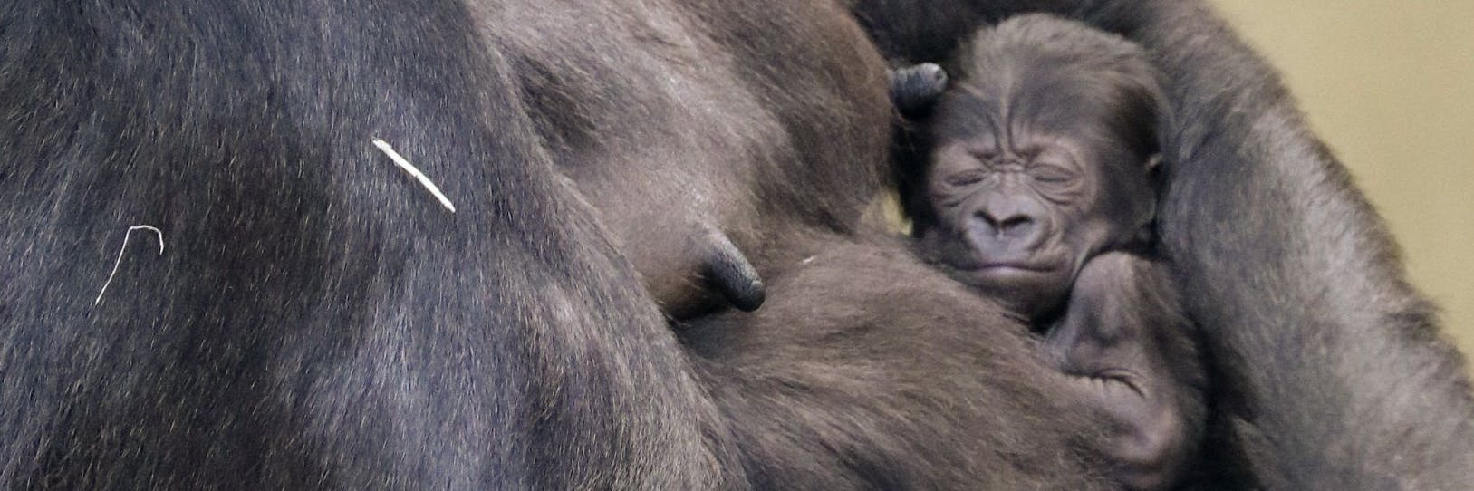 Schläft ganz friedlich bei Mama Bibi: Das kleine Gorilla-Mädchen aus dem Zoo, das nun den Namen Tilla erhielt.