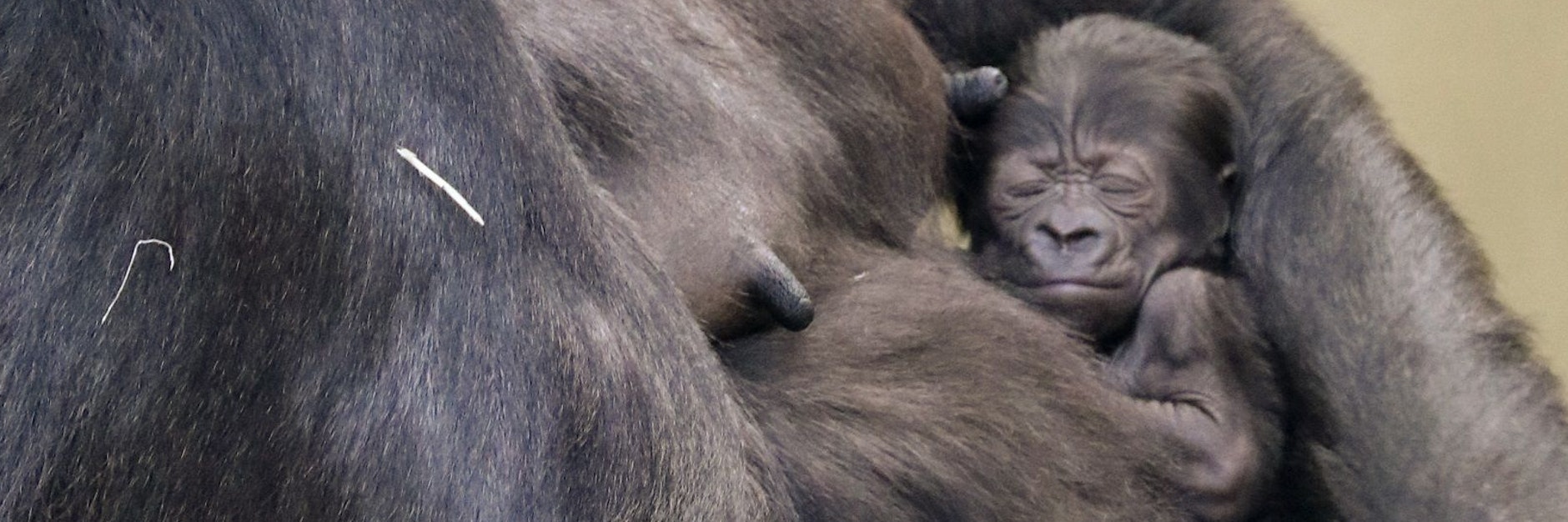 Schläft ganz friedlich bei Mama Bibi: Das kleine Gorilla-Mädchen aus dem Zoo, das nun den Namen Tilla erhielt.
