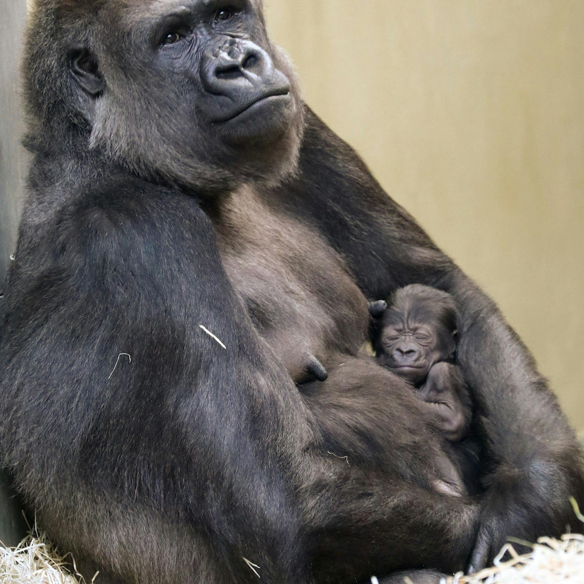 Der kleine Gorilla heißt nun Tilla