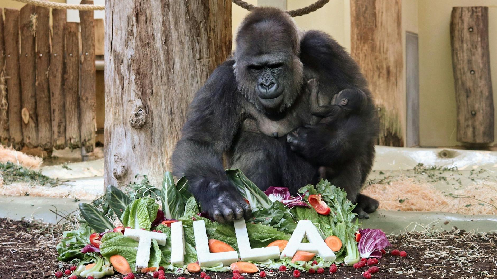 Im Gehege feiert Gorilla-Mama Bibi mit ihrer Kleinen die Taufe auf den Namen Tilla. Der Namenszug „Tilla“ besteht aus Reis.