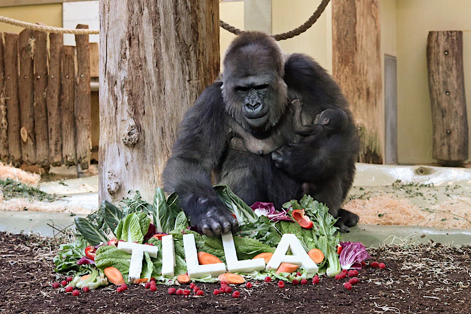 Gorilla-Weibchen Bibi mit ihrem Jungtier: Zur Taufe ihres Kindes bekam die Affenmama Salat und Möhren. Der Namenszug „Tilla“ besteht aus Reis.