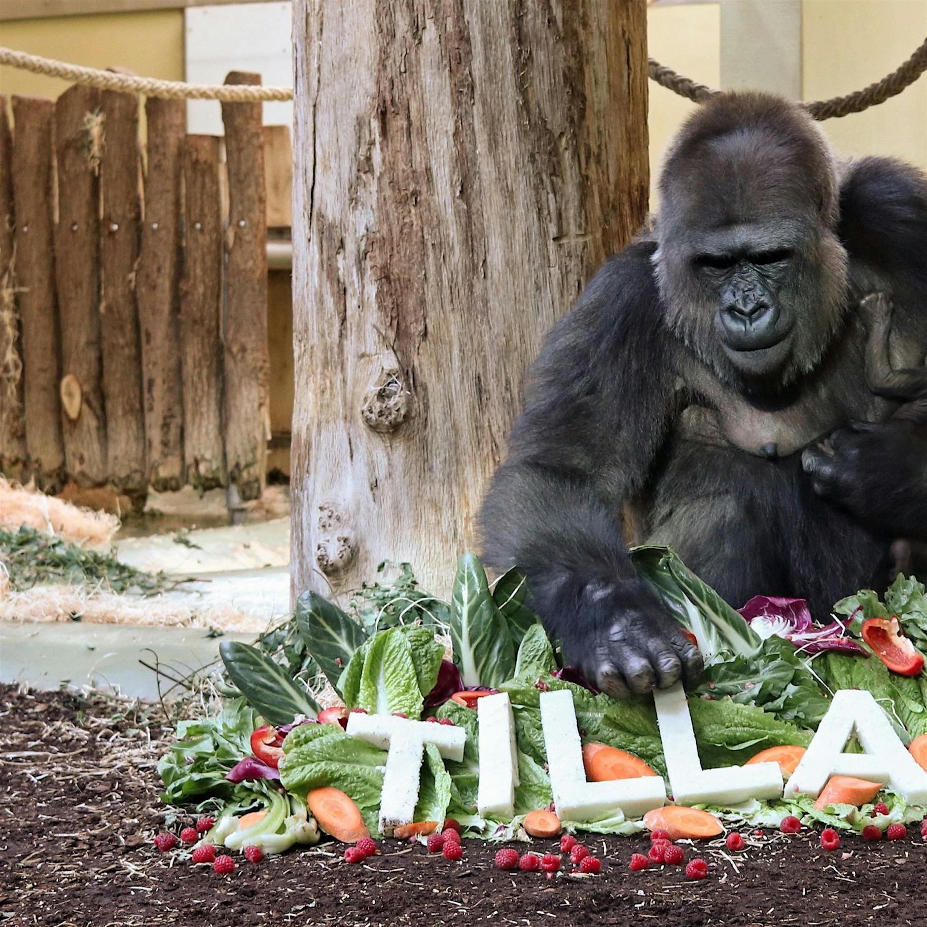 Taufe im Berliner Zoo: Der Gorilla-Nachwuchs heißt nun Tilla