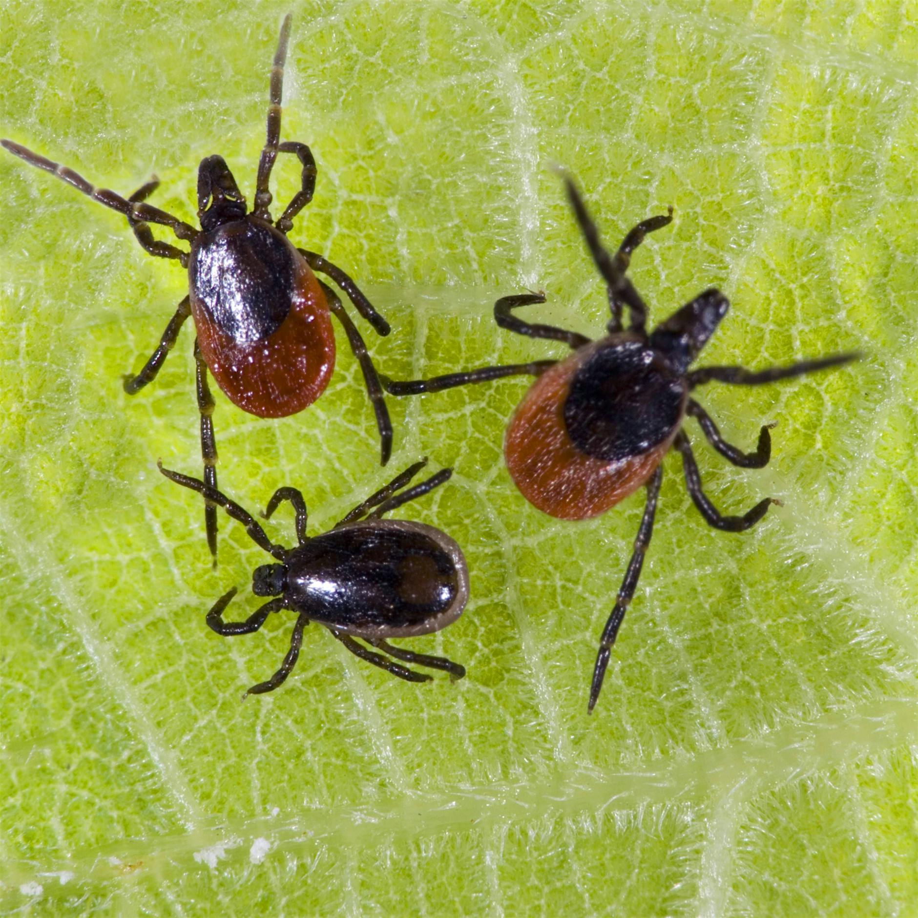 Risiko Zeckenstich: Wer sich im Frühling impfen lassen sollte