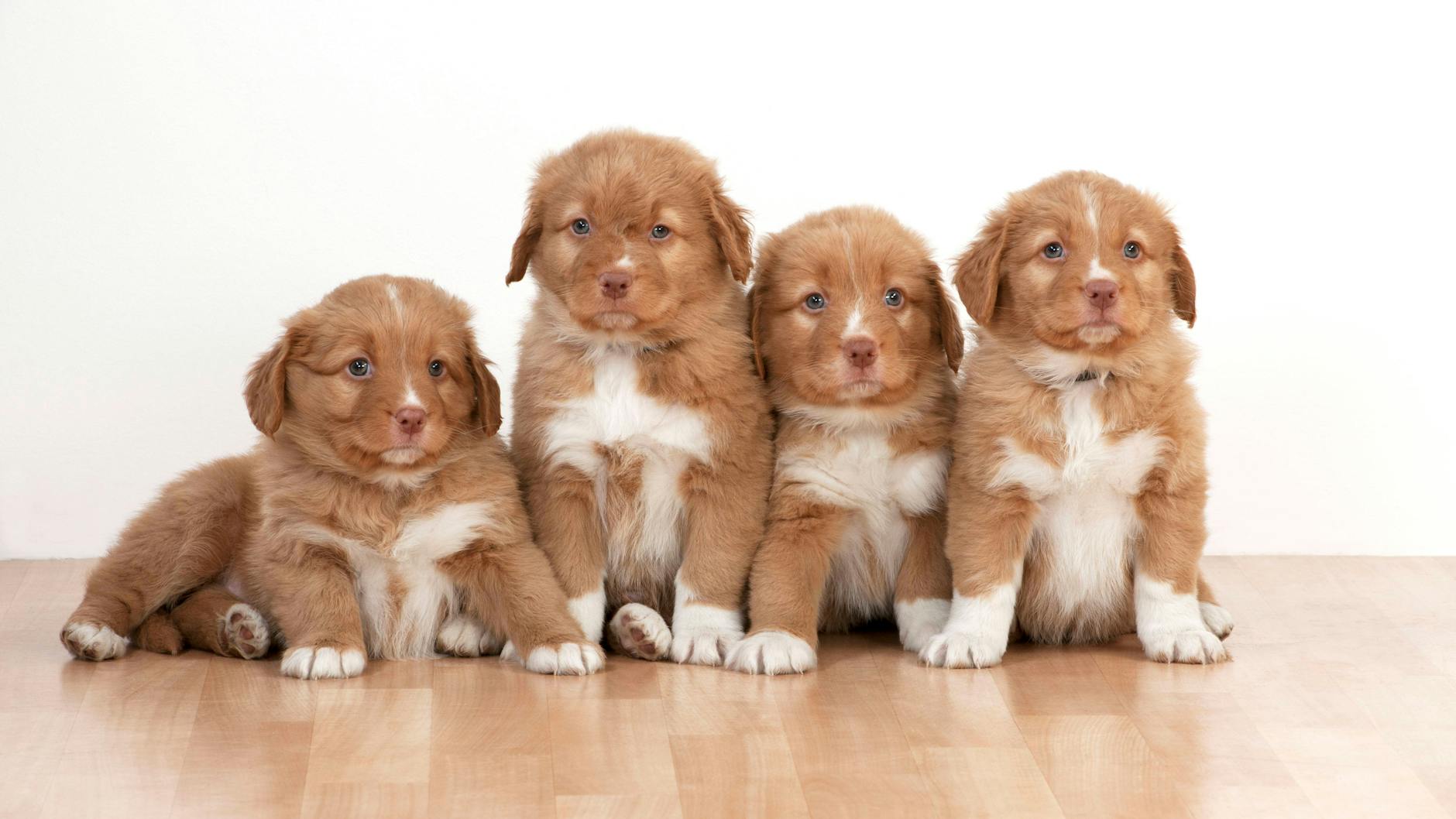 Die Welpen wurden ins Nürnberger Tierheim gebracht (Symbolbild).