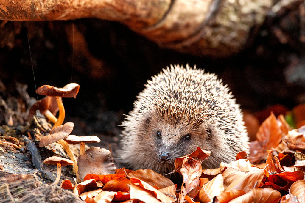 Tiere getötet: Igel und Hasen hatten gefesselte Beine