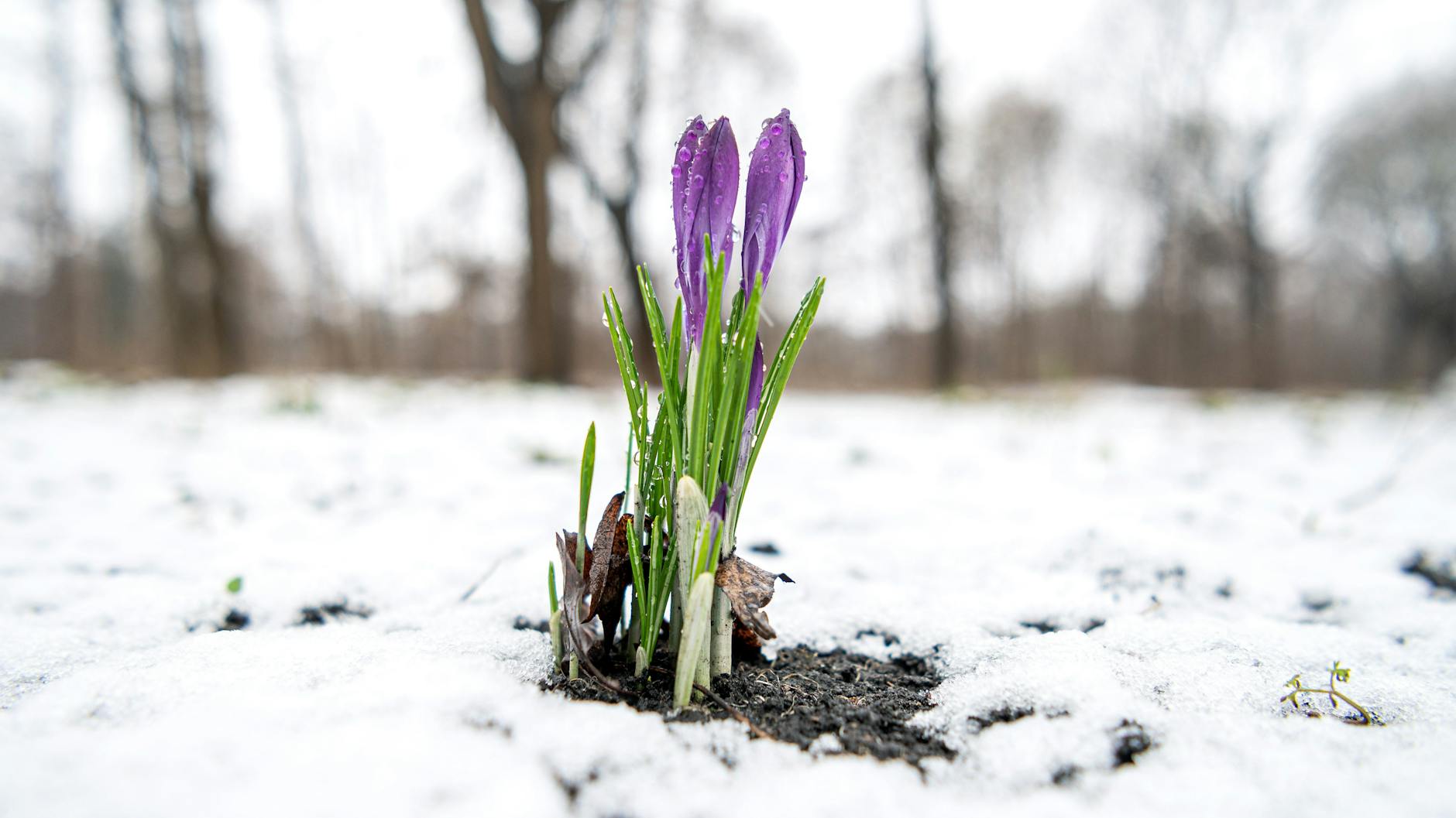 In den Alpen soll es bis zum nächsten Wochenende durchgängig schneien. Auch in Berlin kehrt der Winter zurück.