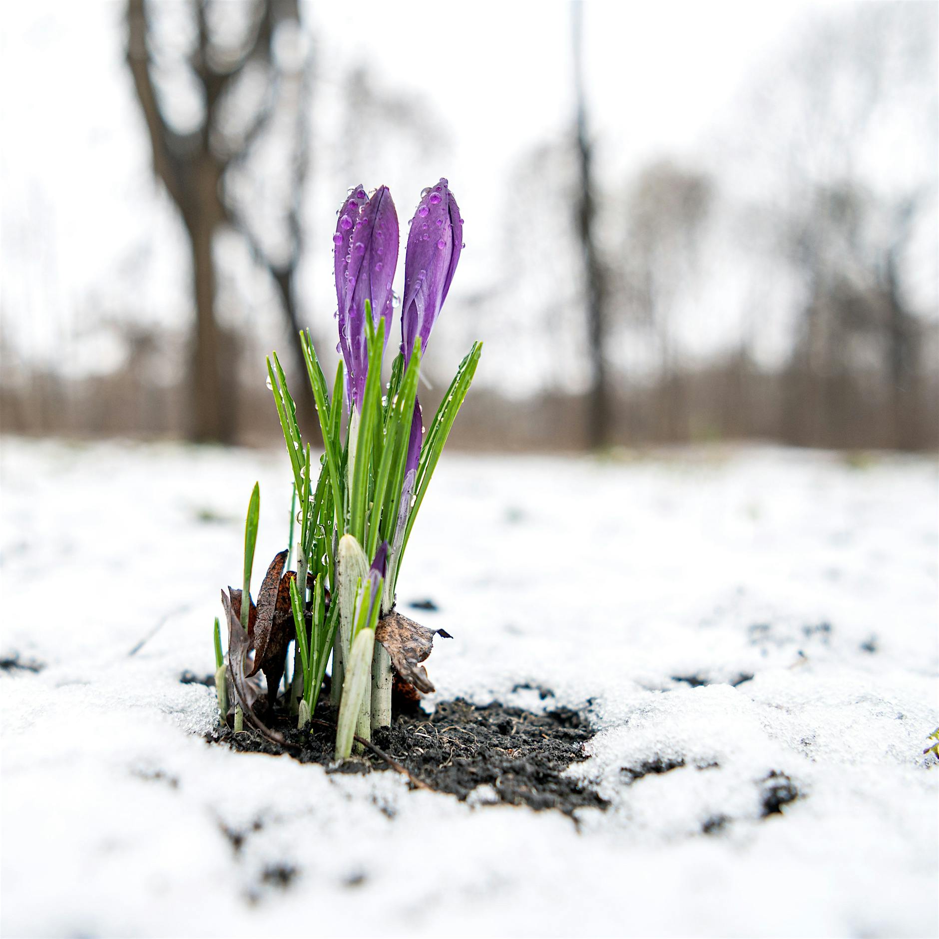 Winter kehrt zurück: Meteorologen sagen bis zu anderthalb Meter Neuschnee voraus