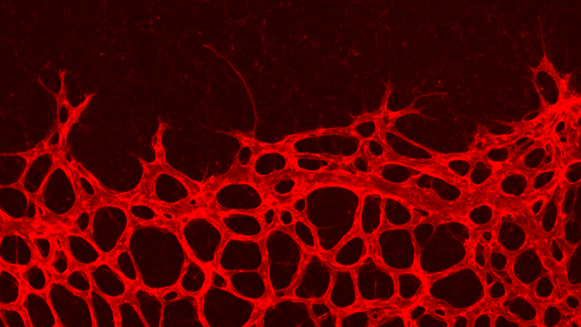 Bildung von Blutgefäßen: Im Randbereich der Netzhaut einer Maus entstehen neue Kapillaren in bogenförmigen Strukturen (20-fache Vergrößerung).