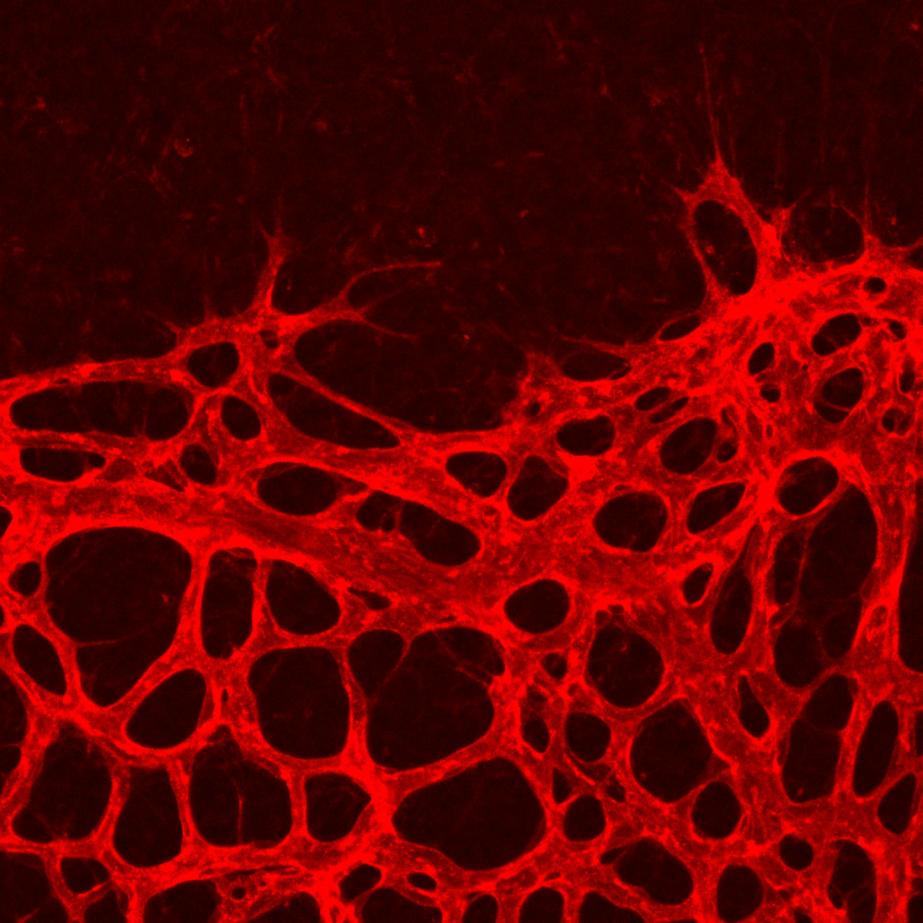 Forschung zu Blutgefäßen: Warum Bewegung zurzeit besonders wichtig ist