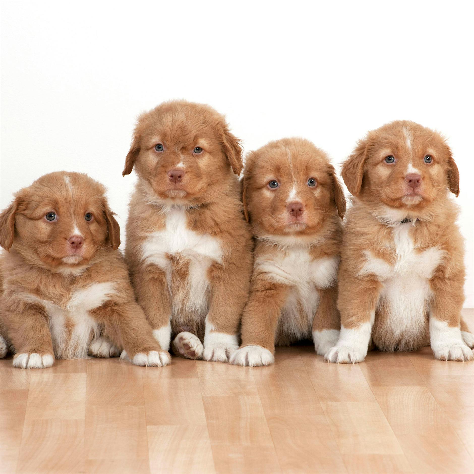 101 Hundewelpen in Transporter entdeckt – Polizei ermittelt