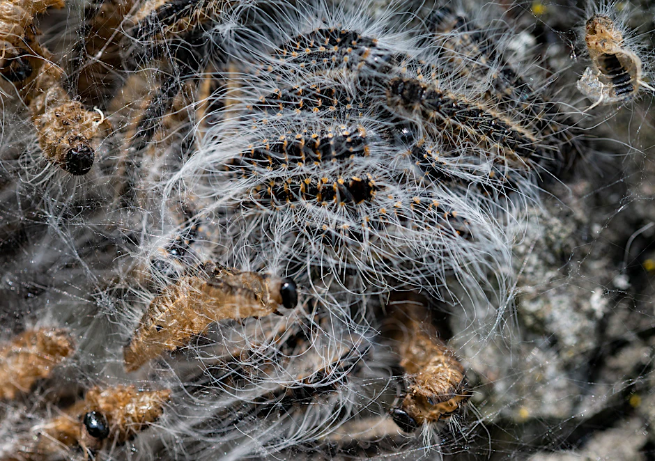 Ein Nest des Eichen-Prozessionsspinners an einem Baumstamm.