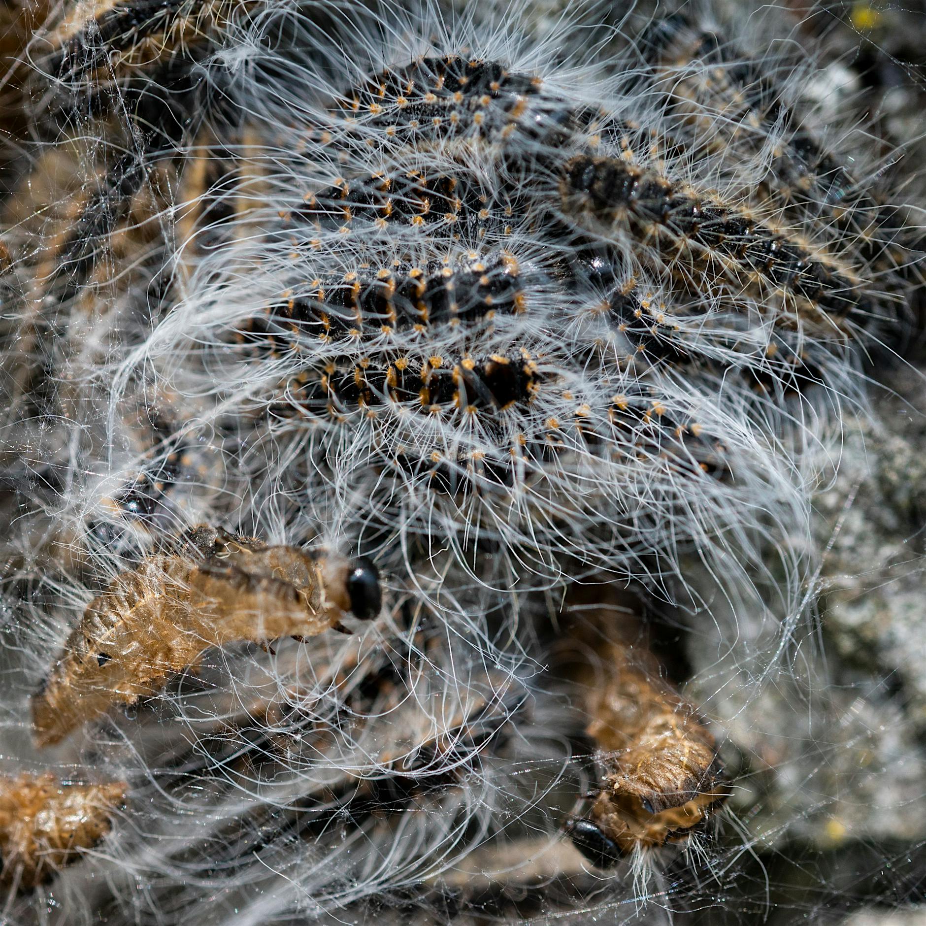 Helfen unsere Meisen gegen den Eichen-Prozessionsspinner?