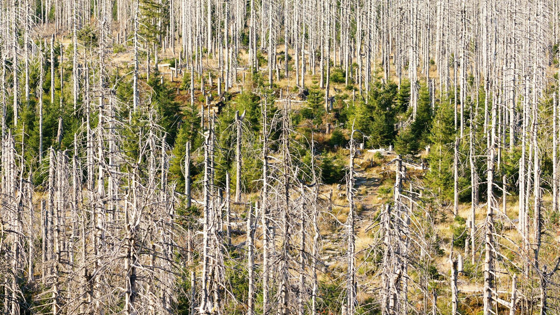 Abgestorbene Fichten im Nationalpark Harz bei Torfhaus, aufgenommen im September 2020.