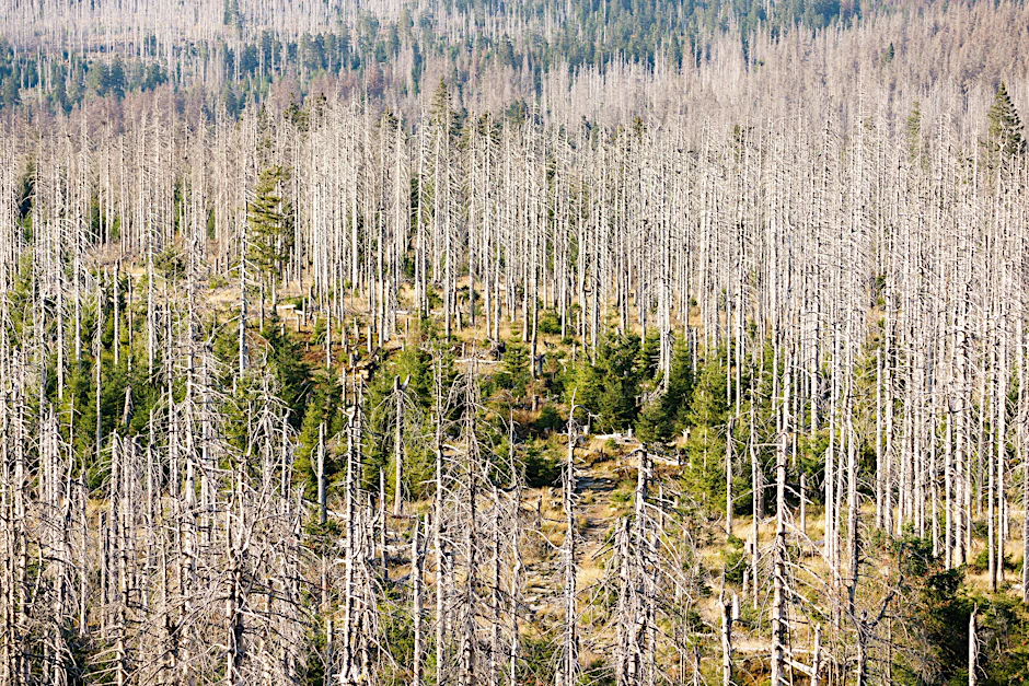 Abgestorbene Fichten im Nationalpark Harz bei Torfhaus, aufgenommen im September 2020.