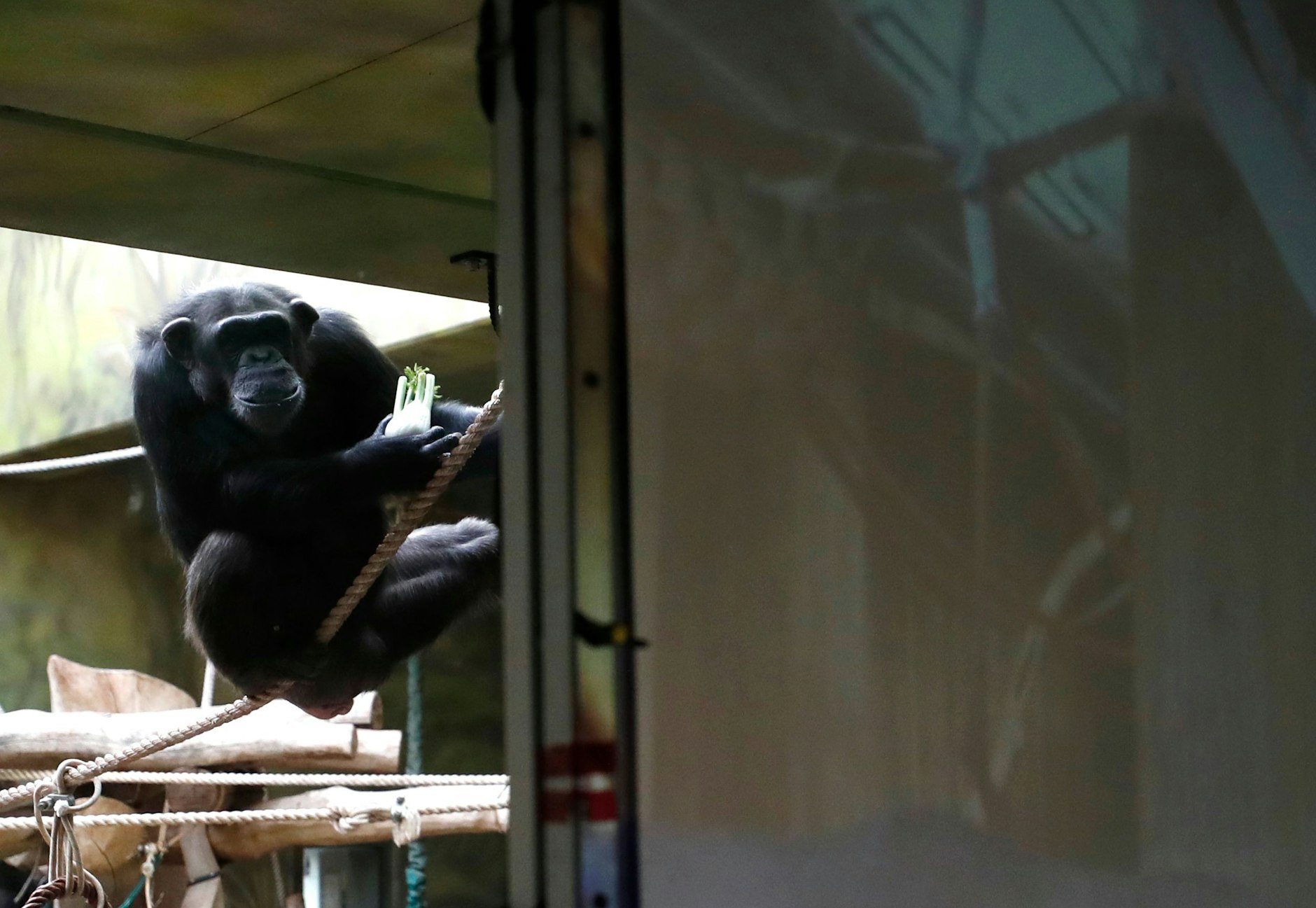 Schimpansen im Safari-Park Dvur Kralove schauen auf eine Leinwand.