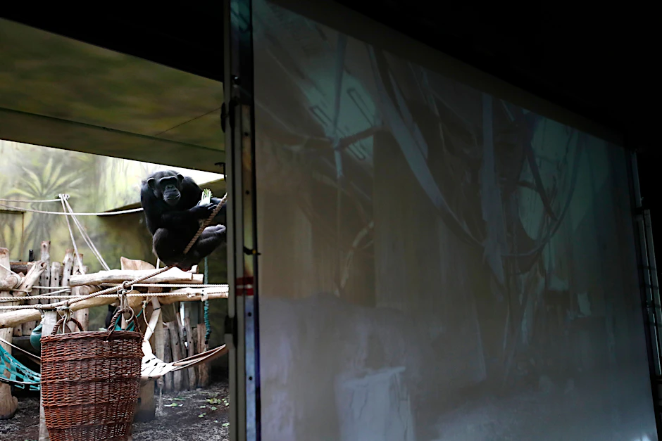 Schimpansen im Safari-Park Dvur Kralove schauen auf eine Leinwand.