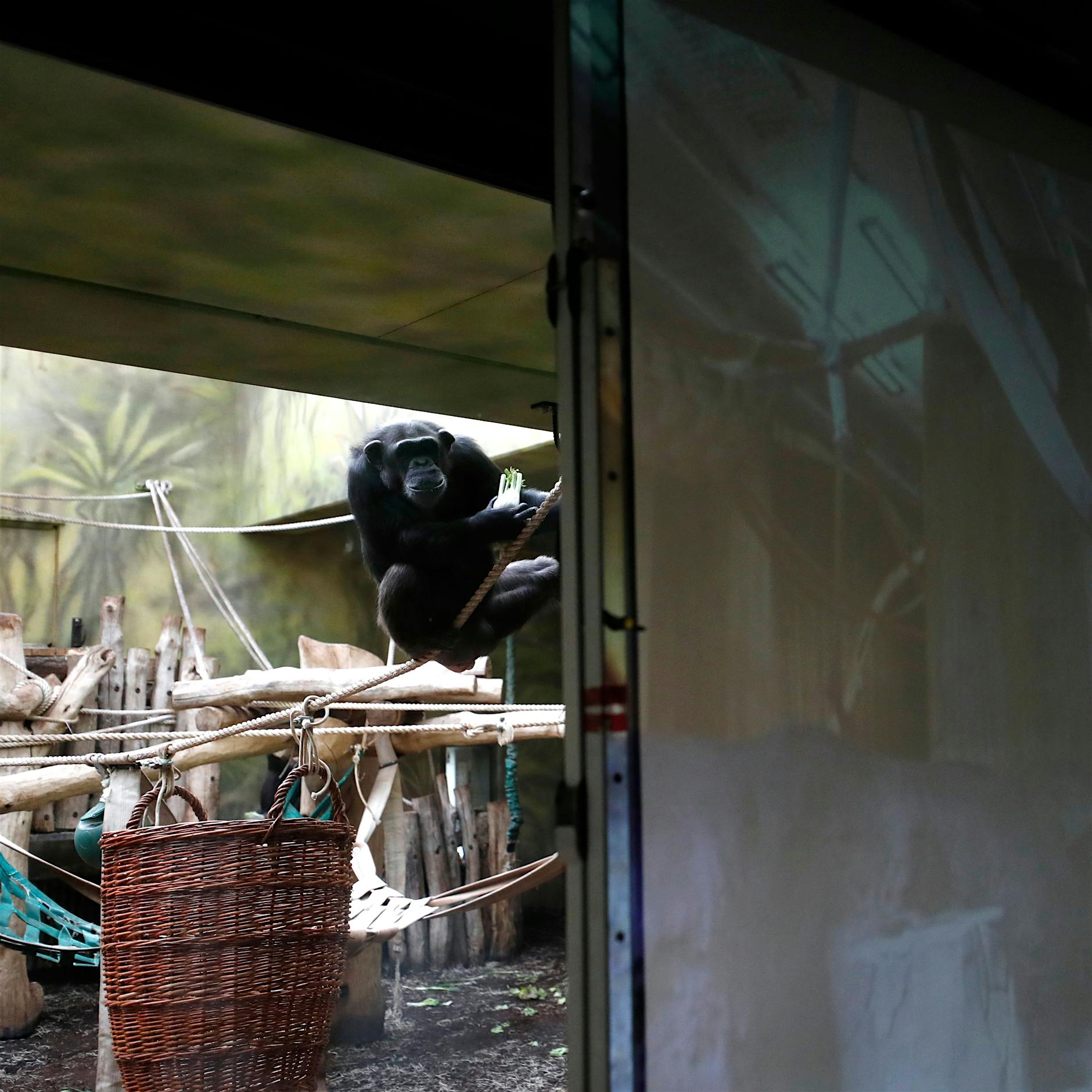 Gegen die Einsamkeit: Schimpansen halten Videokonferenz ab