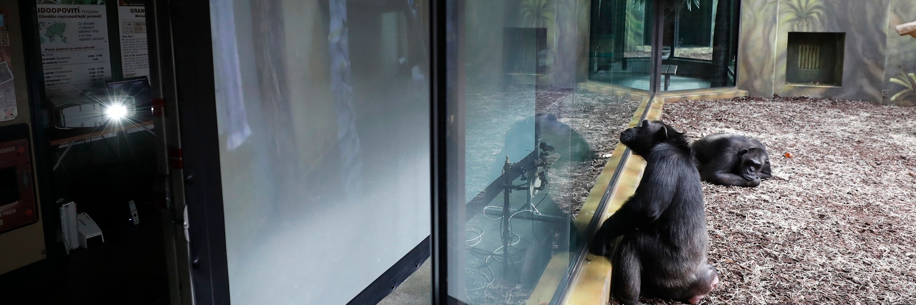 Ein Schimpanse sitzt vor einem Bildschirm im Gehege des Safariparks im tschechischen Dvur Kralove.&nbsp;