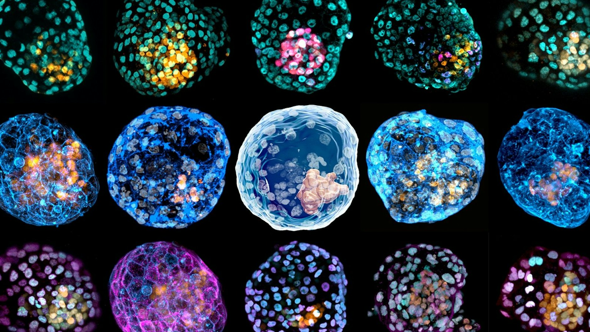 Schillernde iBlastoide: Durch Anfärben der Zelltypen sehen die Embryo-Modelle aus wie Seifenblasen.