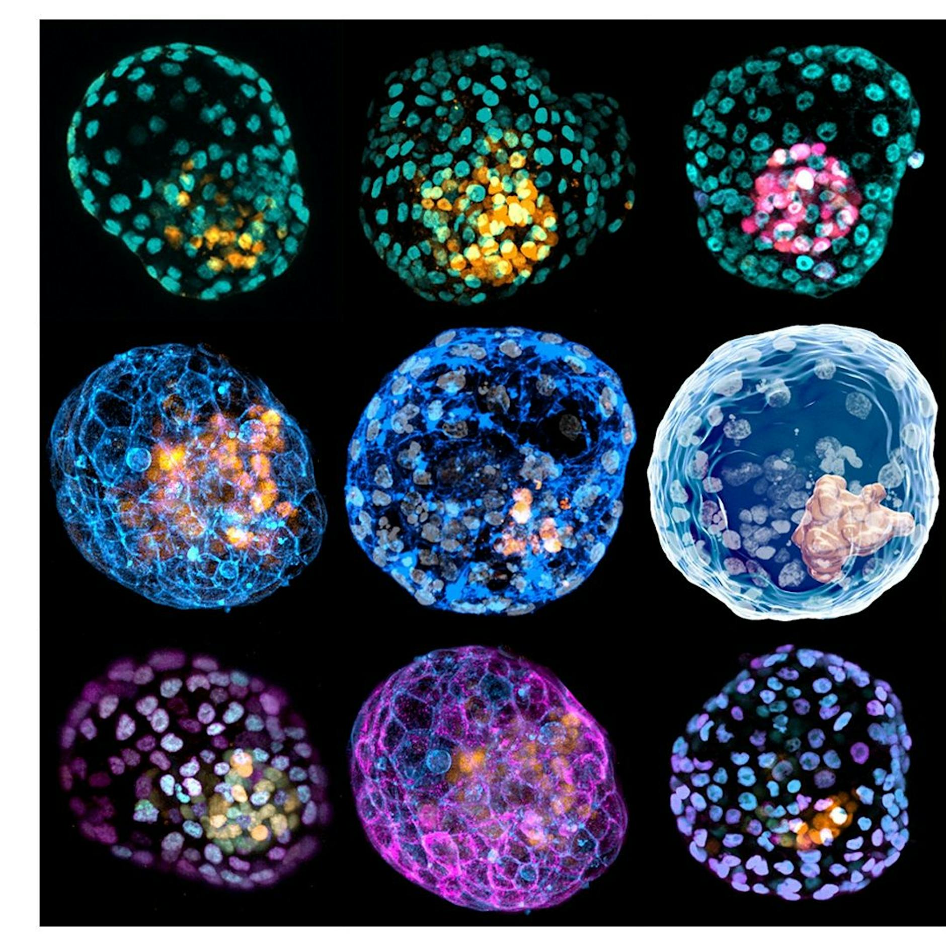 Meilenstein der Stammzellforschung: Modelle menschlicher Embryonen