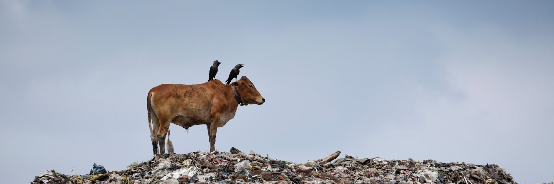 Kühe gelten in Indien als heilige Tiere. 