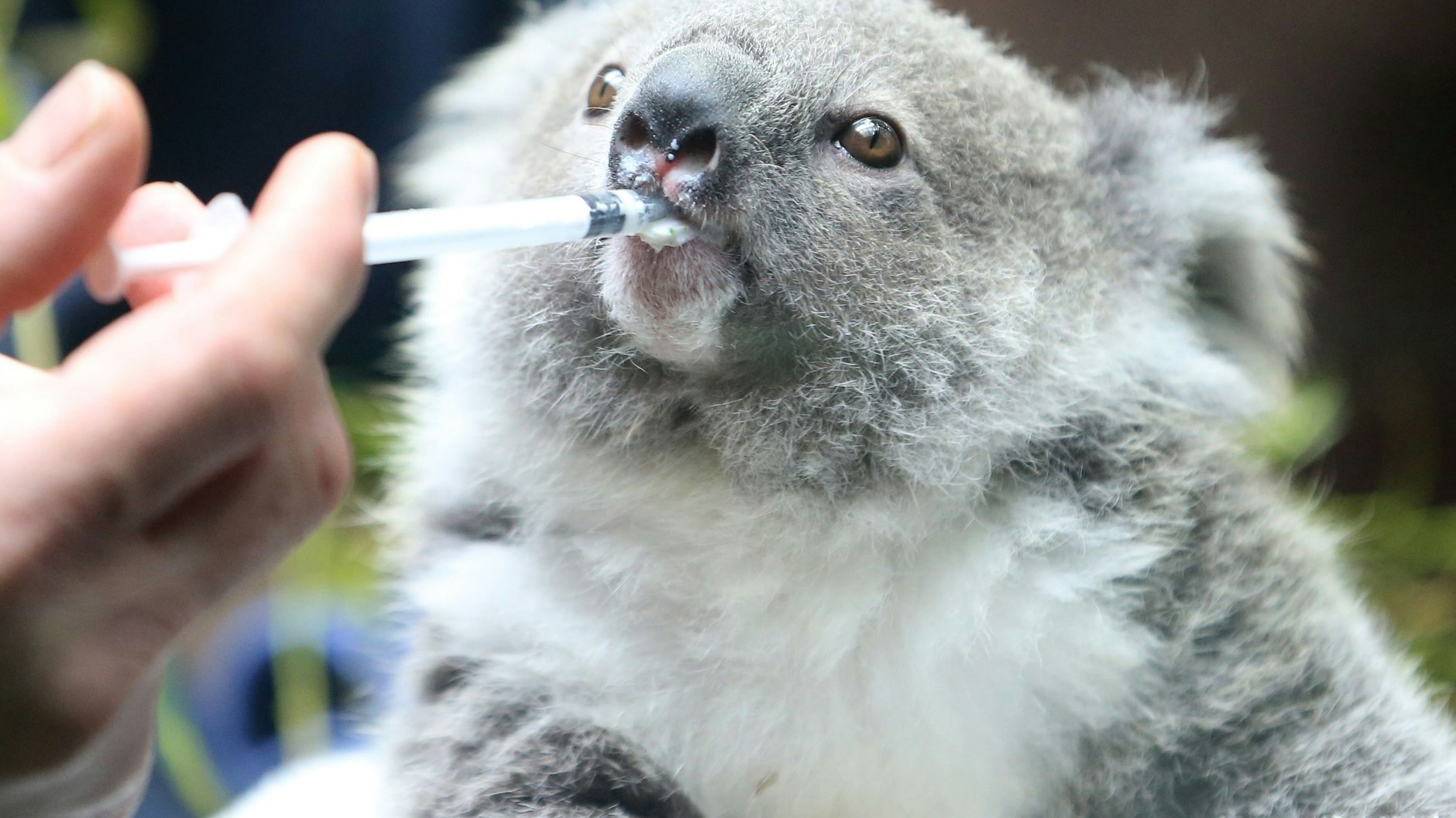 Koala-Baby Eerin bekommt von Tierpfleger Mario Chindemi Milch aus einer Spritze.