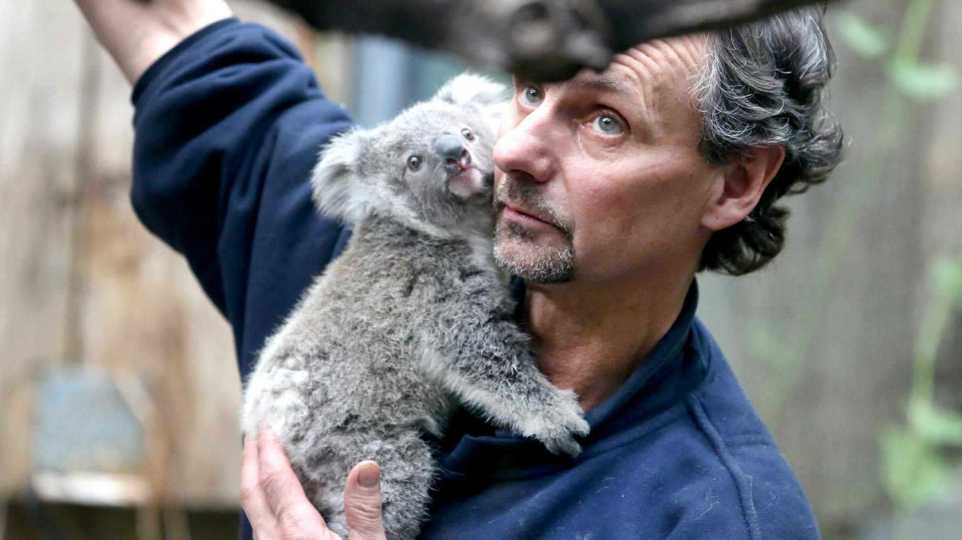 Koala-Baby Eerin mit Tierpfleger Mario Chindemi.