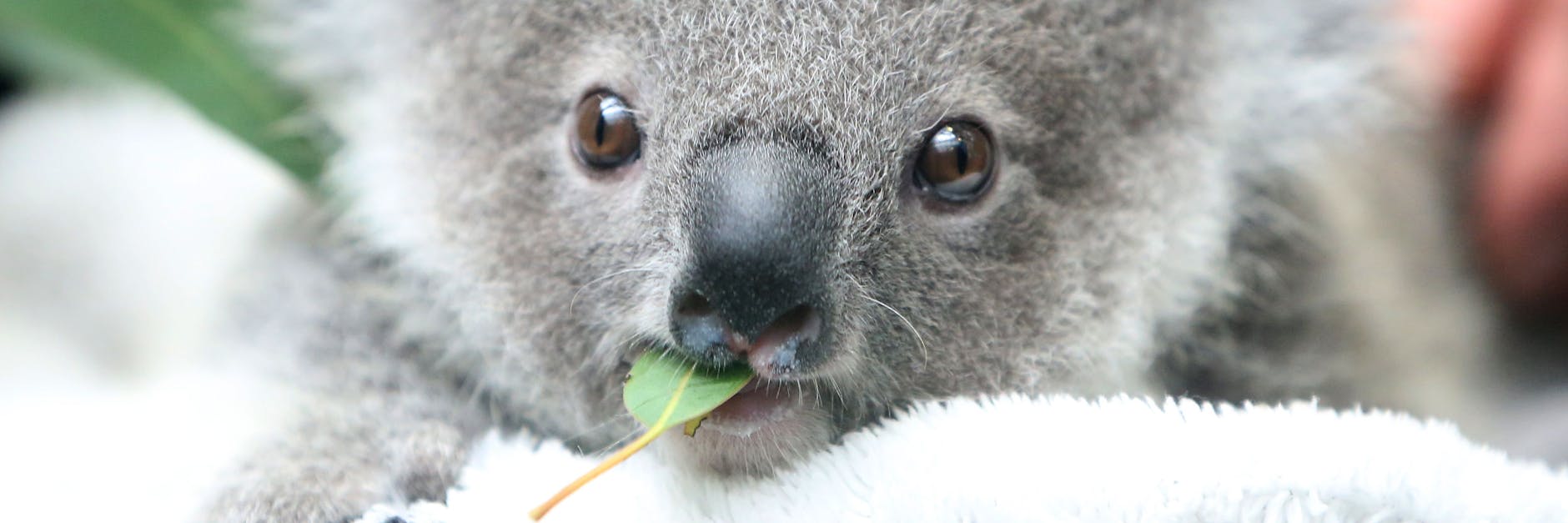 Koala-Baby Eerin kaut nach dem Zufüttern mit Milch an einem Eukalyptusblatt. 