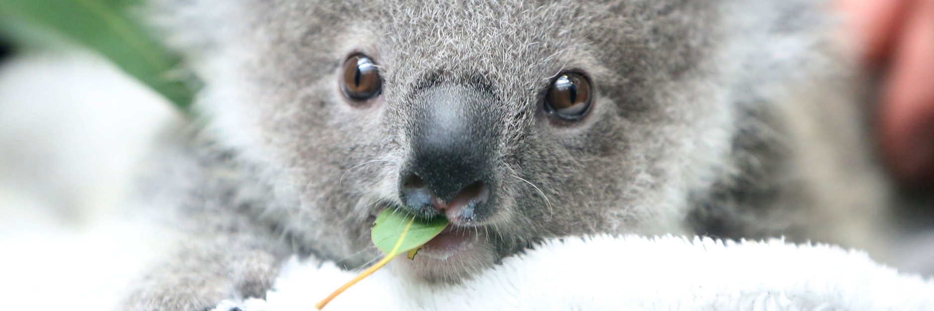 Koala-Baby Eerin kaut nach dem Zufüttern mit Milch an einem Eukalyptusblatt.&nbsp;