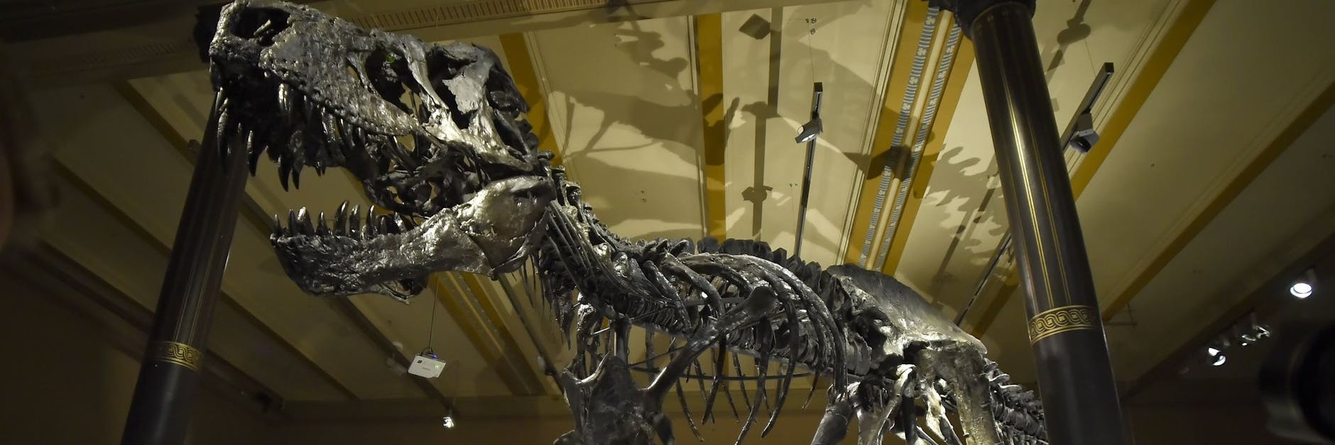 Das Skelett von T-Rex Tristan Otto, wie es einst im Berliner Naturkundemuseum stand.