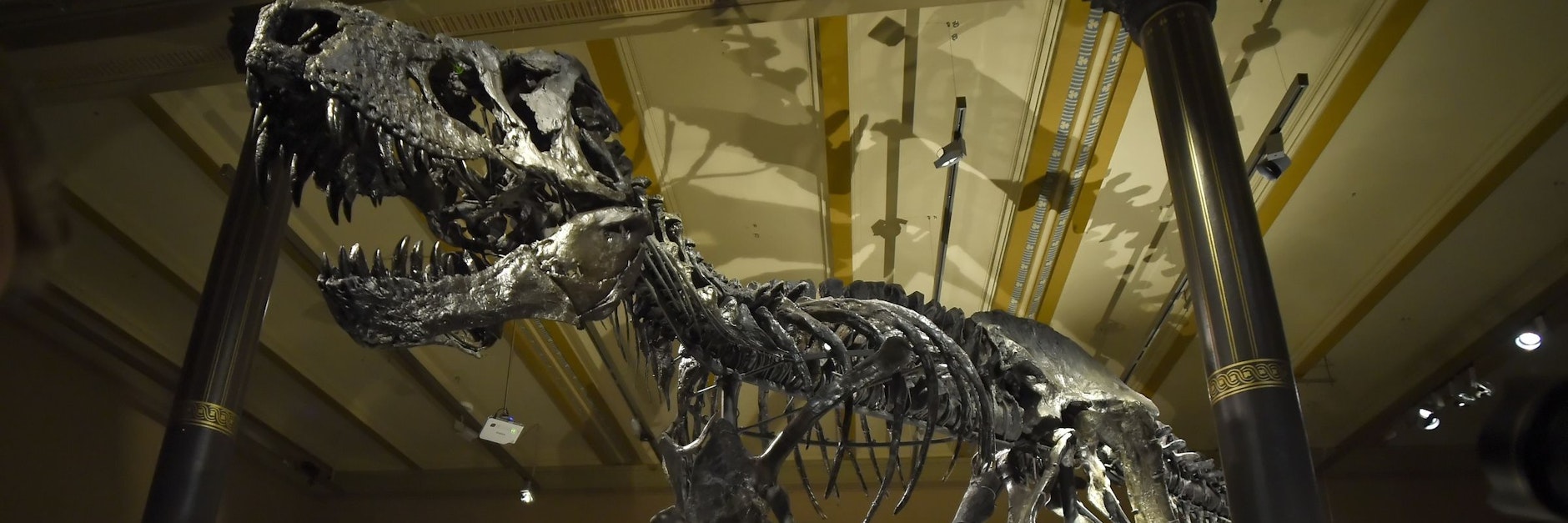 Das Skelett von T-Rex Tristan Otto, wie es einst im Berliner Naturkundemuseum stand.